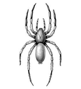 speciesimage