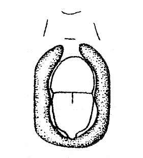 speciesimage