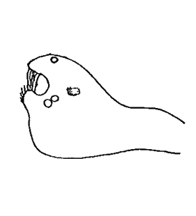 speciesimage