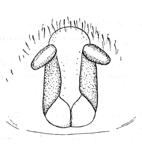 speciesimage