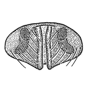 speciesimage