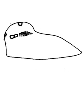 speciesimage