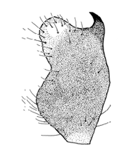 speciesimage