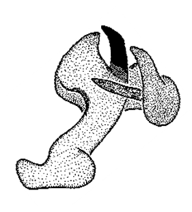 speciesimage