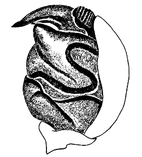 speciesimage