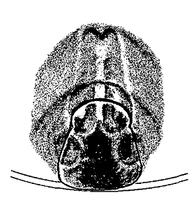 speciesimage