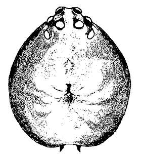 speciesimage