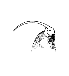 speciesimage