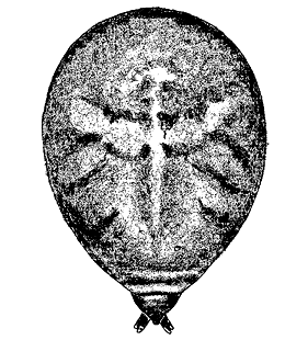 speciesimage