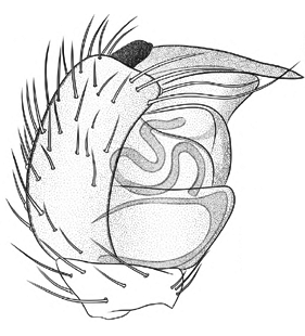 speciesimage