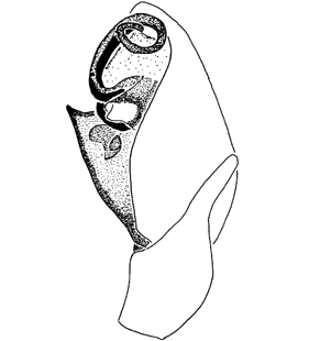 speciesimage