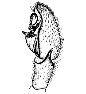 speciesimage