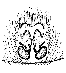 speciesimage
