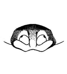 speciesimage