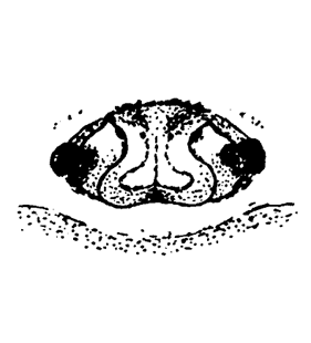speciesimage