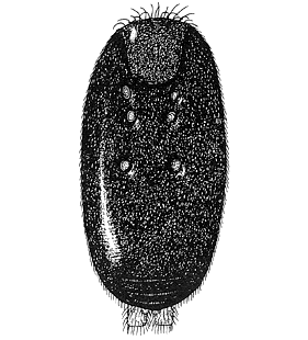 speciesimage