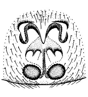 speciesimage