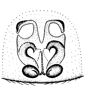 speciesimage