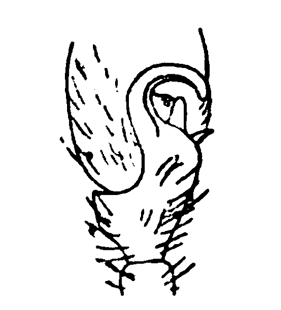 speciesimage