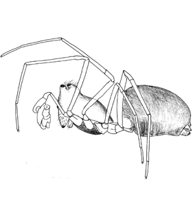 speciesimage