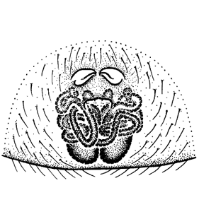 speciesimage