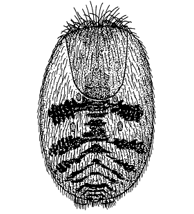 speciesimage