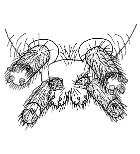 speciesimage