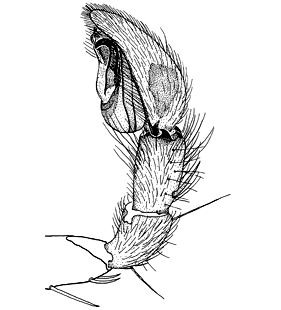 speciesimage