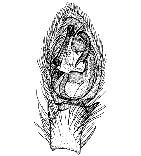 speciesimage