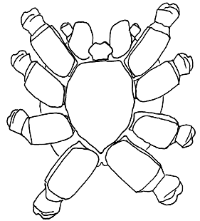 speciesimage