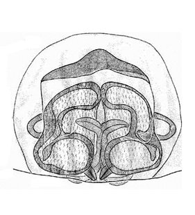 speciesimage