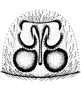 speciesimage