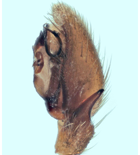 speciesimage