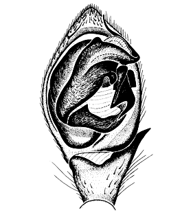 speciesimage
