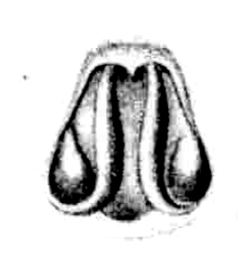 speciesimage