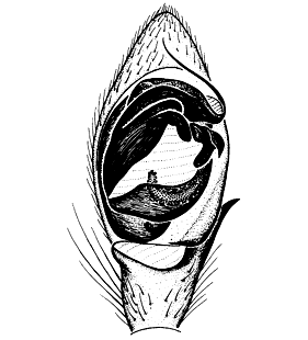 speciesimage
