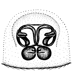 speciesimage