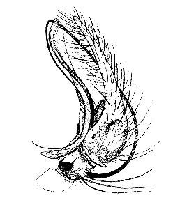 speciesimage