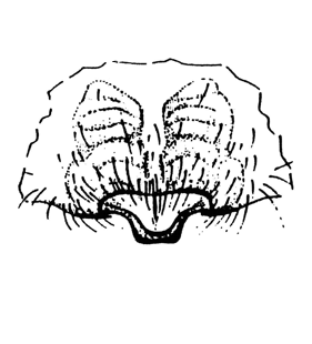 speciesimage