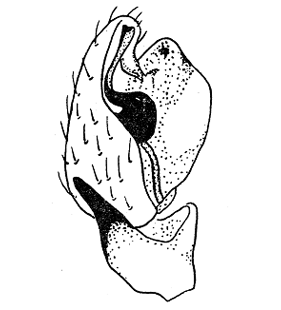 speciesimage