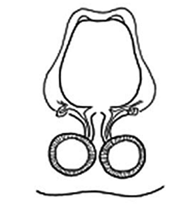 speciesimage