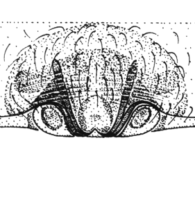 speciesimage