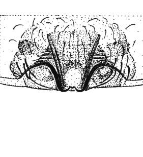 speciesimage