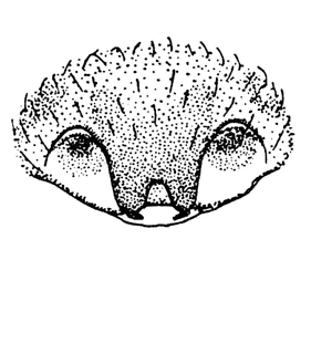 speciesimage