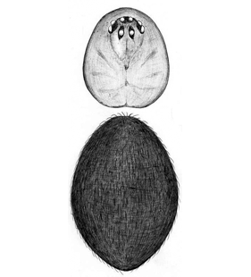 species