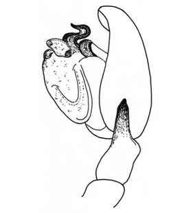 speciesimage