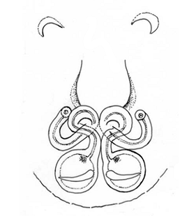 speciesimage