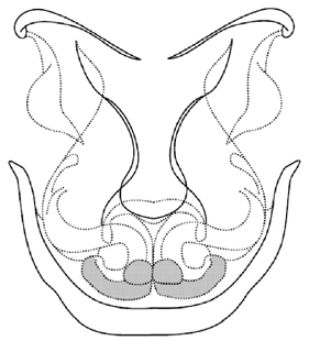 speciesimage