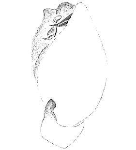speciesimage