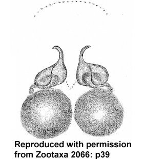 speciesimage